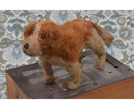 An early 20th century brown and cream mohair St Bernard Dog, black boot button eyes, vertically black stitched nose and mouth