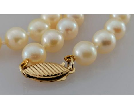 A single row necklace of sixty Akoya cultured pearls, 5.5mm to 6mm, on a 9ct gold clasp, light cream, 41 cm, 16.73g with a Sa