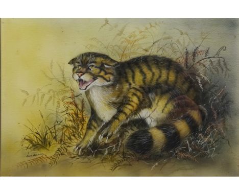 Colin Wilkinson (British 20th century): Study of a Cat, watercolour signed 34cm x 50.5cm