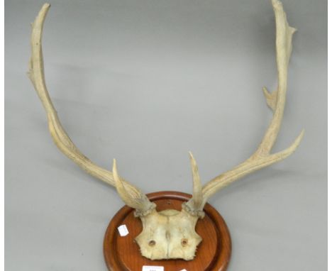 A pair of vintage antlers. 62 cm wide.