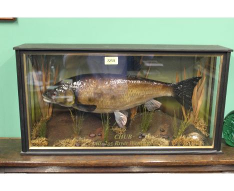 A cased taxidermy chub, glass front marked Chub 4lb 2oz River Wensum, case approx 13" x 25"