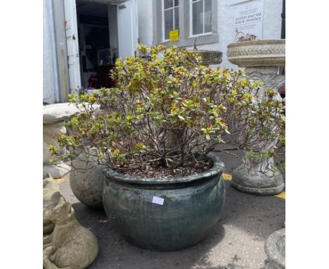 A very large green ceramic drip glaze planter complete with mini- rhododendron established shrub - dimension 50cm diameter x 