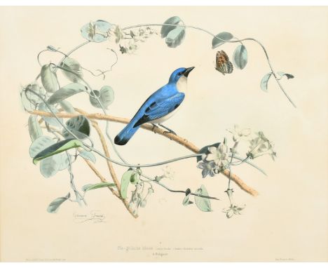 Edouard Travies (19th Century) French, 'Pie-Grieche Bleue de Madagascar', hand-coloured lithograph, 13.75" x 18", (35 x 46cm)
