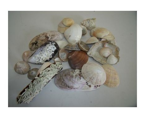 Extremely large collection of various assorted sea shells in two boxes 