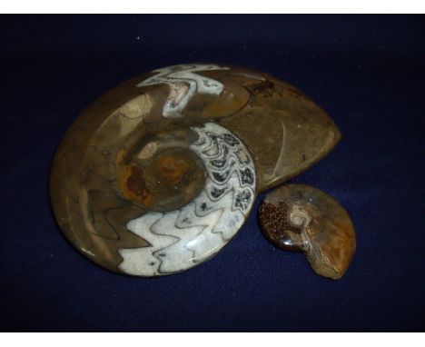 Large polished stone shell fossil (19cm x 15cm) and another smaller ammonite fossil (6cm x 4.5cm) (2) 