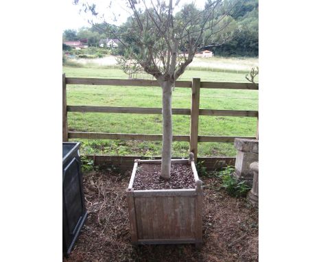 A teak square cut planter containing a mature olive tree 