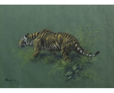 * STEPHEN PEARSON, TIGER pastel on paper, signed and dated '74 44cm x 60cm Mounted, framed and under glass. Note: Stephen Pea