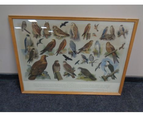 A colour print after H G Slyper : British Birds No.3, framed.