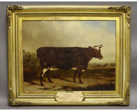 19th Century - Oil painting - Fine portrait of a cow 'Duchess '92', canvas approx 50cm x 65cm, apparently unsigned, in gilt f