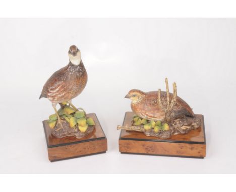 Two Royal Worcester limited edition bird figures, modelled by R. Van Ruyckevelt
The first a 'Bob-White quail male', numbered 