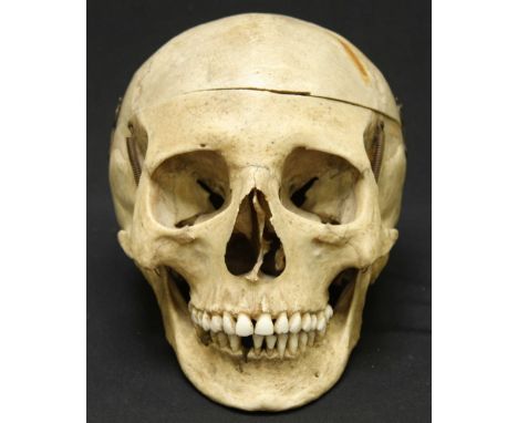 A medical human skull, with cut cranium and sprung hinged lower jaw, with applied paper part labels.