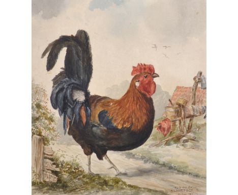 R... Lauritsch (19th-20th Century) German. "Nach der Natur", A Cockerel, Watercolour, Signed, Inscribed and Dated '11 Juni 19