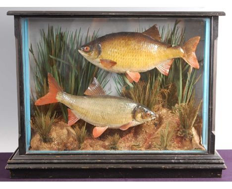 Attributed to W.F. Homer of Forest Gate, London, a brace of early 20th century taxidermy fish to include a Roach (Rutilus rut