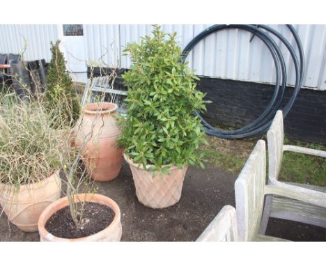 A large terracotta planter and contents of a Tapia bay tree 
