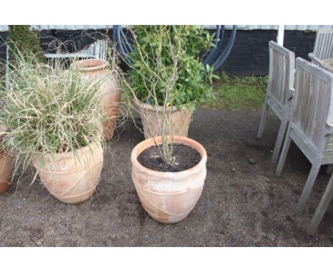 A terracotta planter and contents of a willow tree