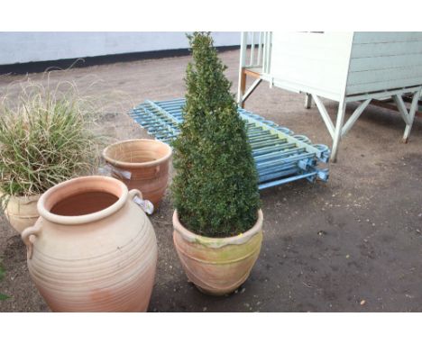 A large terracotta planter and contents of a box bay tree