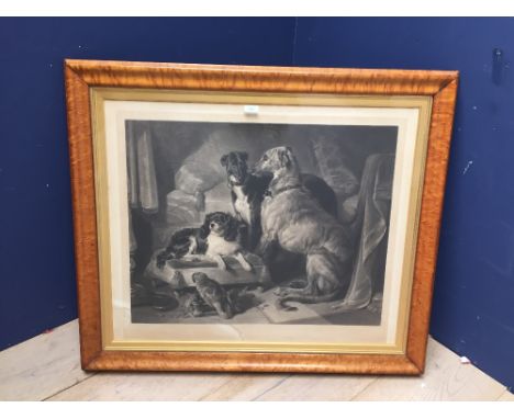 After Sir Edwin Landseer b&w print -"Dash,Hector Nero & a lory" 56 x 71 cm f&g in fine maple frame (please remember to check 