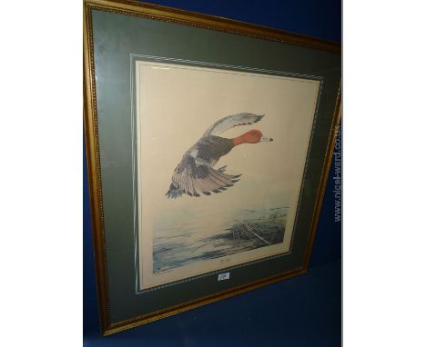 Sallie Ellington Middleton; rare redhead Print signed and numbered, plate V from The Naturalist Series