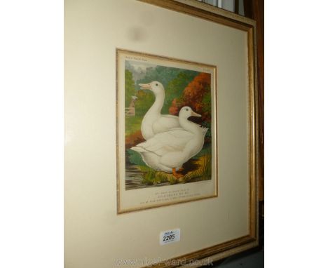 A Print in frame of Prize Winning Aylesbury Ducks, plate 46 from Cassell's Poultry Book