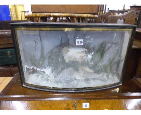 TAXIDERMY, a bow fronted glazed display case containing the dilapidated remains of a Grayling, dated 27 Dec 1935