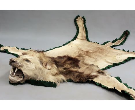 Taxidermy:- An antique early 20th Century lion skin with mounted head. Original sail cloth and felt backing with Army and Nav