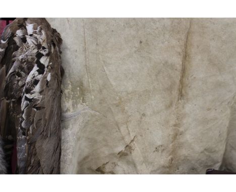 An antique lion skin with flat mounted head together with a Marshall eagle wing.