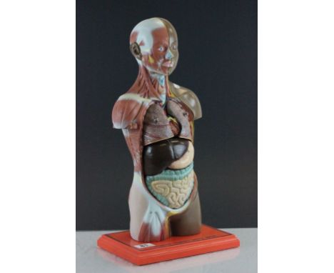 Educational Centre Human Torso with Skin model