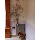 Bespoke plant pot and tree