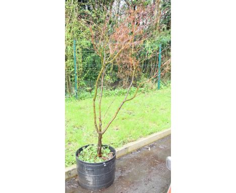 Large specimen tree in planter, likely Japanese acer, faded label in pot, probably Seiyu, height 210cm