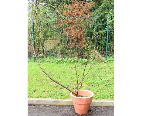 Large specimen tree in planter probably a fig / ficus 'Brown Turkey', height 155cm