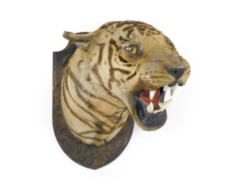 Taxidermy: Bengal Tiger (Panthera tigris tigris), circa 1920-1930, by Van Ingen &amp; Van Ingen, Mysore, India, shoulder moun