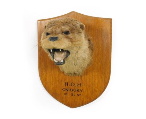 Taxidermy: A Eurasian Otter Mask (Lutra lutra), circa 18/05/1957, by Army &amp; Navy Stores, London, SW1, an adult otter mask