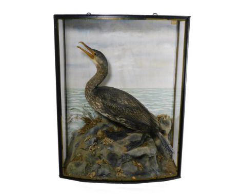 Taxidermy: A Cased Juvenile Common Cormorant (Phalacrocorax carbo), by John Cooper &amp; Sons, 28 Radnor Street, St Luke's, L