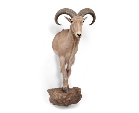 Taxidermy: Barbary Sheep (Ammotragus lervia), circa late 20th century, Sierra de Gredos, Spain, fore-part mount with head tur