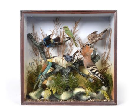 Taxidermy: A Collection of Exotic Birds, circa 1900, by A.S. Hutchinson, 98 London Street, Derby, a diorama of exotic and col