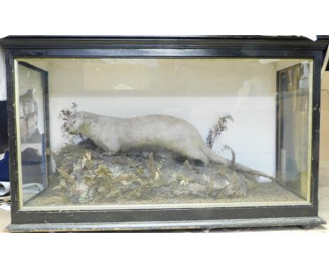 Taxidermy: A Large Late Victorian Cased Eurasian Otter, circa 1880-1900, a full mount adult facing slightly to the left with 