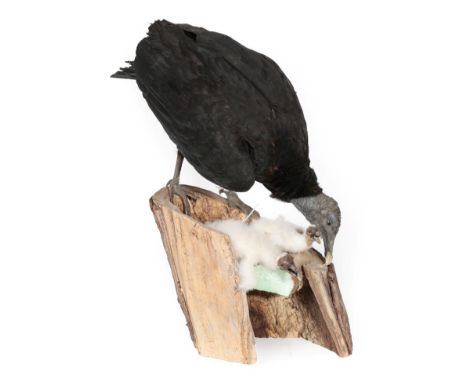 Taxidermy: Black Vulture and Chicks (Coragyps atratus), circa 1970, full mount adult stood upon a hollow tree trunk, with hea