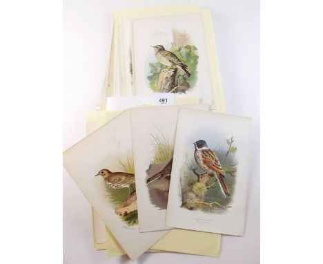 A quantity of Archibald Thorburn first edition book plate coloured engravings or birds - unframed