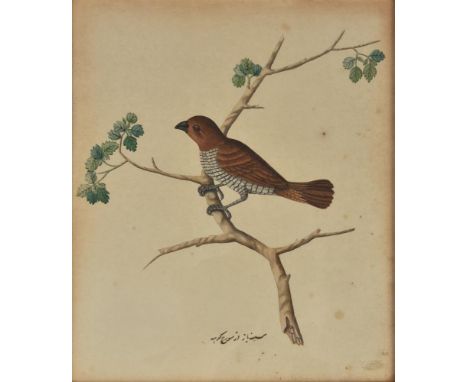 Three watercolours of Indian birds, Calcutta, early 19th century, gouache with ink on paper, each inscribed in nastaliq, two 