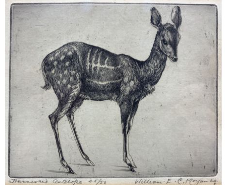 William Evan Charles Morgan (British 1903-1979): 'Harnessed Antelope', limited edition etching signed titled and dated '29, n