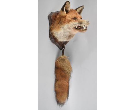 A Vintage Mounted Taxidermy Fox Mask and Brush on Shield Wall Hanging Plinth 