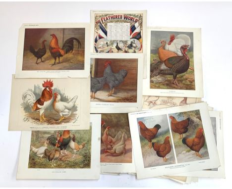 'The Feathered World', a large selection of colour plates after AF Lydon of various poultry and pigeon breeds 