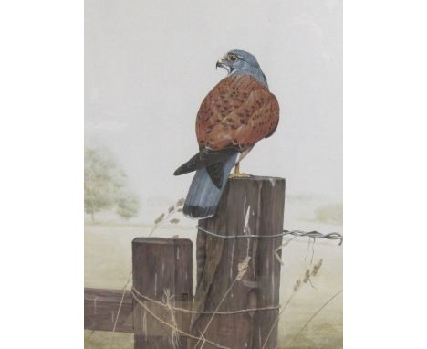SIMON TURVEY. A male Kestrel on a Gate Post, signed, watercolour, 24 x 18 in