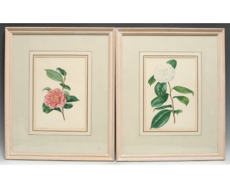 E**D**Smith (early 19h century)A Pair, Botanical Studies, White and Red Rosessigned, 1898, watercolour, 30cm x 21cm, framed 