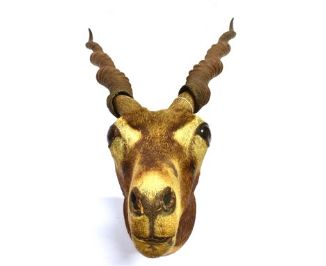TAXIDERMY - AN AFRICAN DEER/ANTELOPE HEAD With curled and ribbed horns, height 55cm, width 40cm