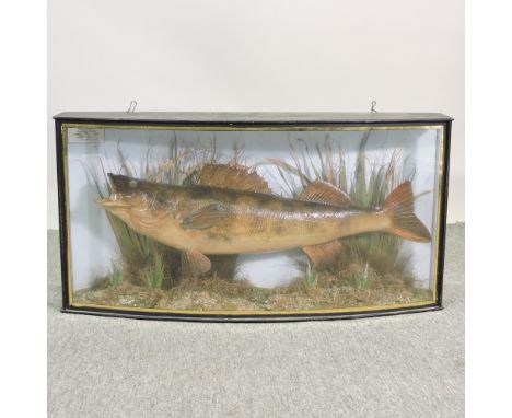 A taxidermy zander, in a bow front glazed display case, bearing a label caught by David Somes, Basin Lake, Woburn Abbey, Octo