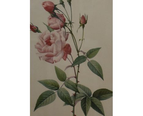 After Pierre-Joseph Redouté (Belgian 1759-1840) a pair of modern reproduction colour prints, botanical studies Rosa Indica Vu
