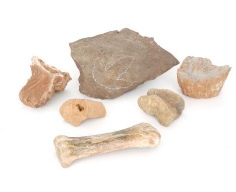 A large collection of fossils to include Theropod end limb bone, dorsal vertebra, a Triassic period Grallator Formosus (Dinos
