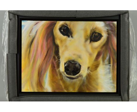 CAROL GILLAN (BRITISH CONTEMPORARY), 'Bunches', a portrait study of a Dog, signed bottom left, acrylic on canvas, framed, app