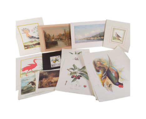 Various botanical and ornithological prints, and a coloured etching, 27.5cm x 38cm overall